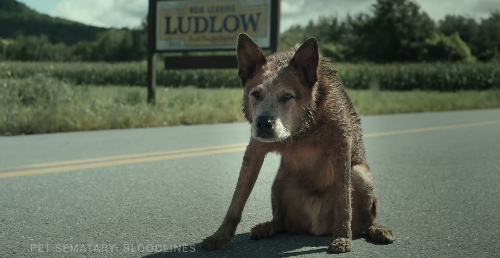 A super cute dog from the pet sematary:bloodlines trailer