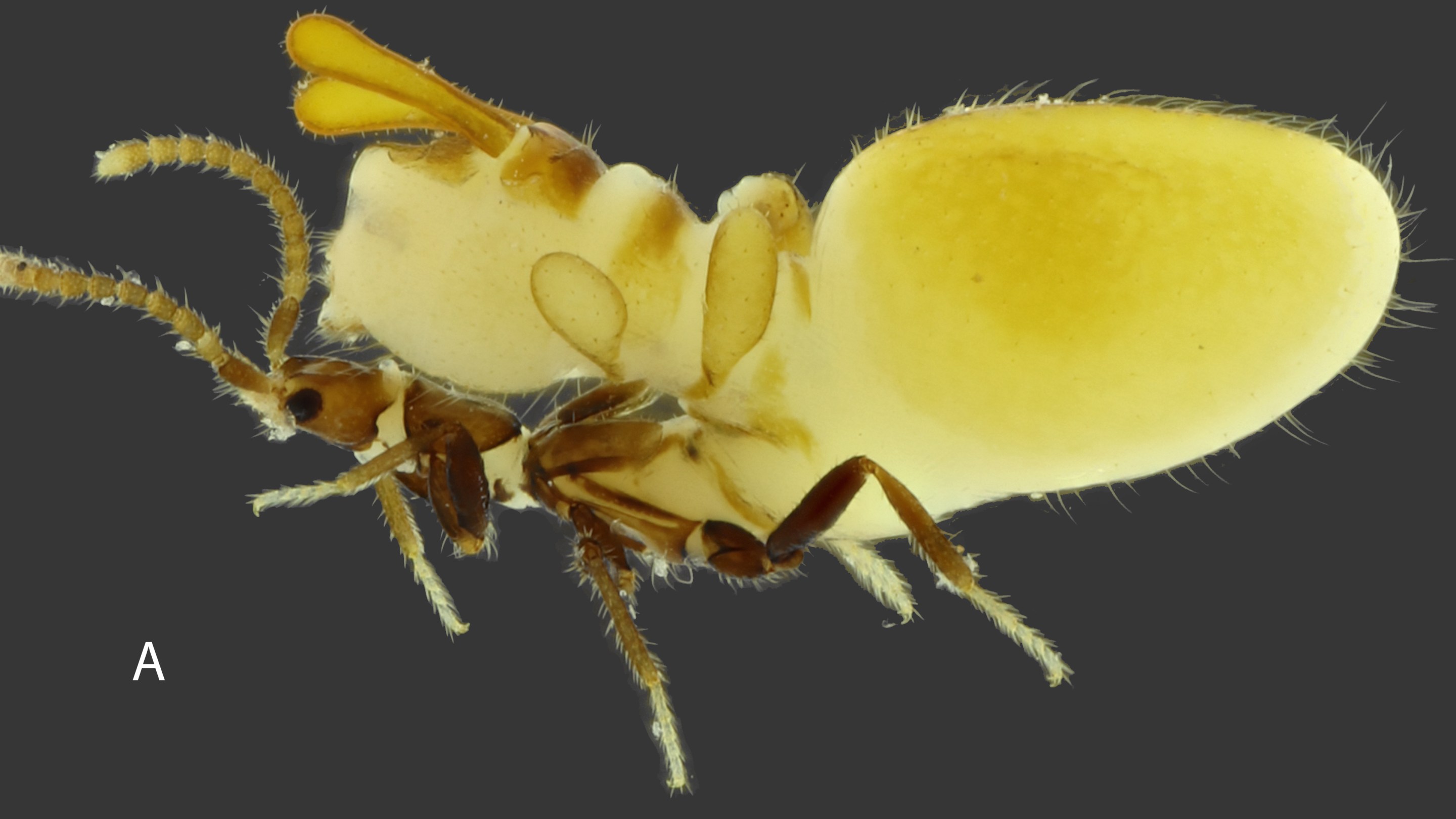 A side-view of a rove beetle with a swollen body that resembles a termite.