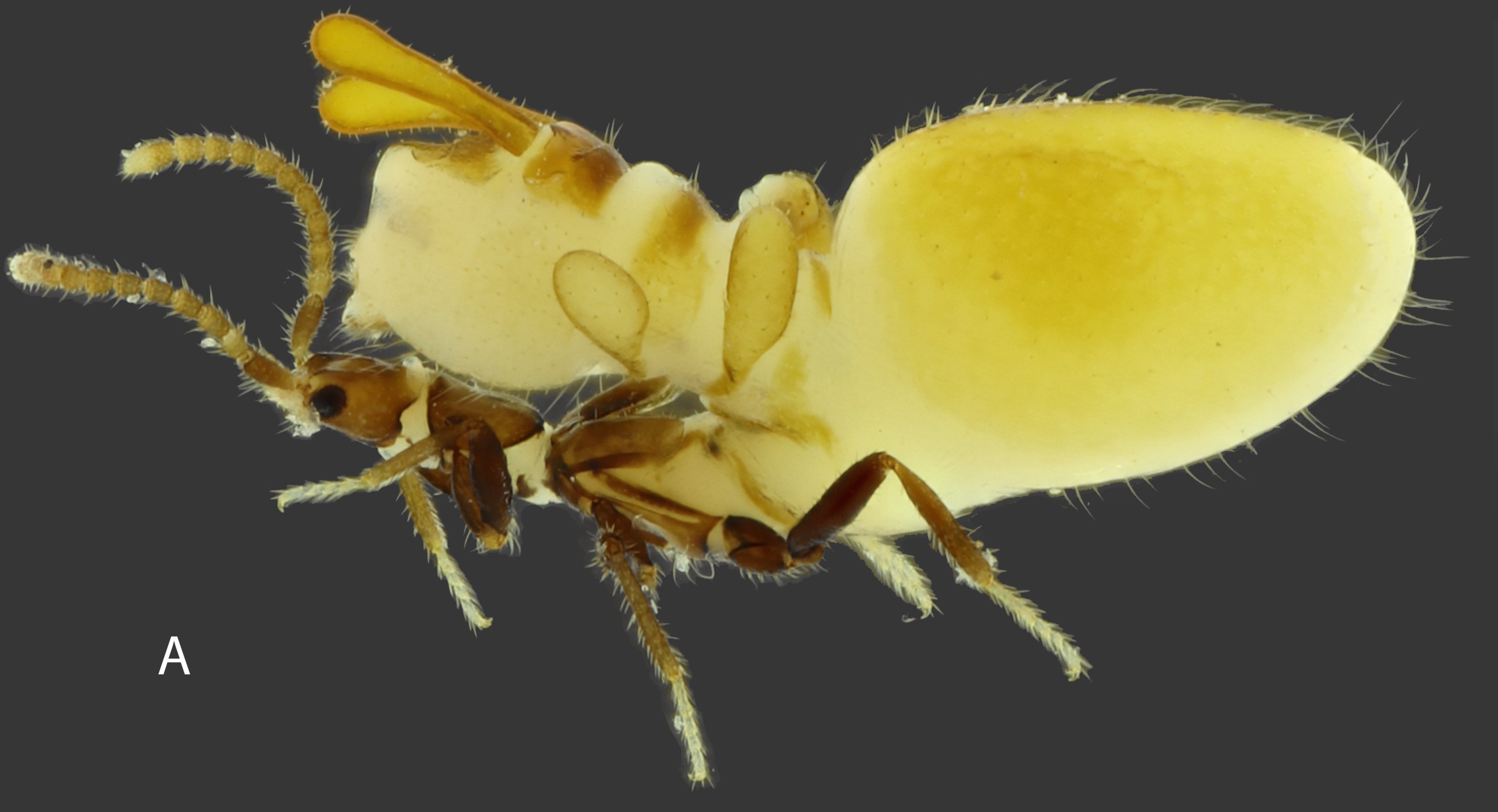 A side-view of a rove beetle with a swollen body that resembles a termite.