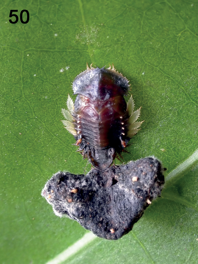 A tortoise beetle holding a fecal shield shown from above