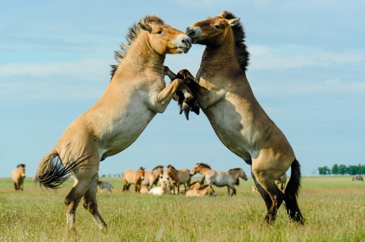 Two Przewalski's stallions fighting