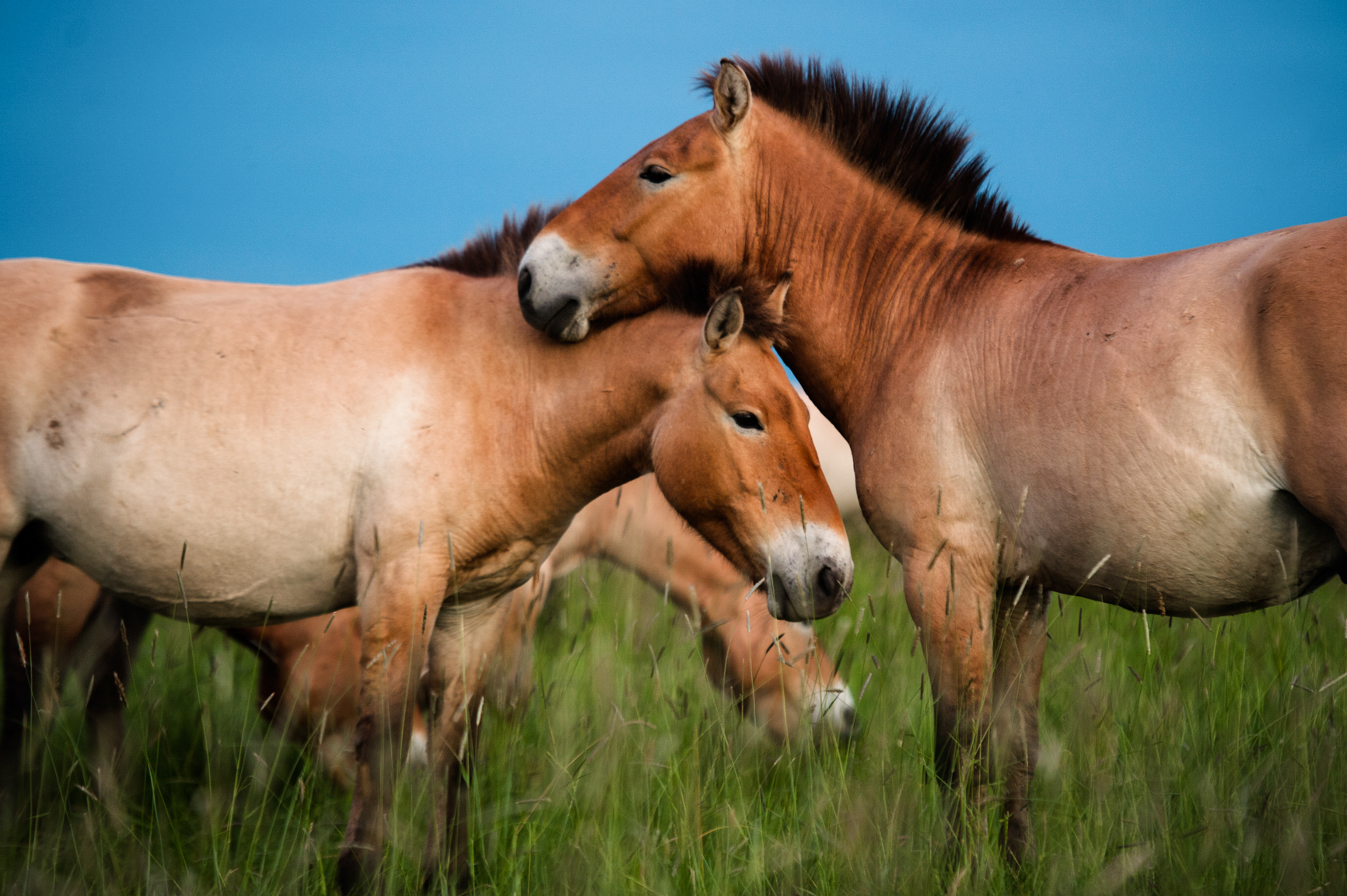 Two wild Przewalski's horses nuzzle each other in a field.