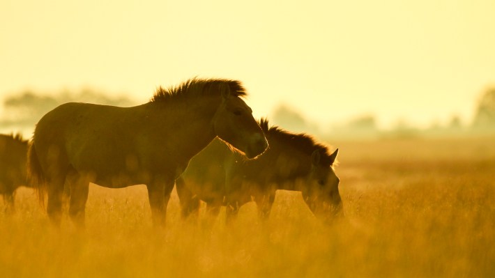 Two PRzewalski's horses standing in a golden meadow