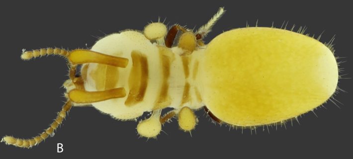 A bird's eye view of the termite puppet on top of a rove beetle.