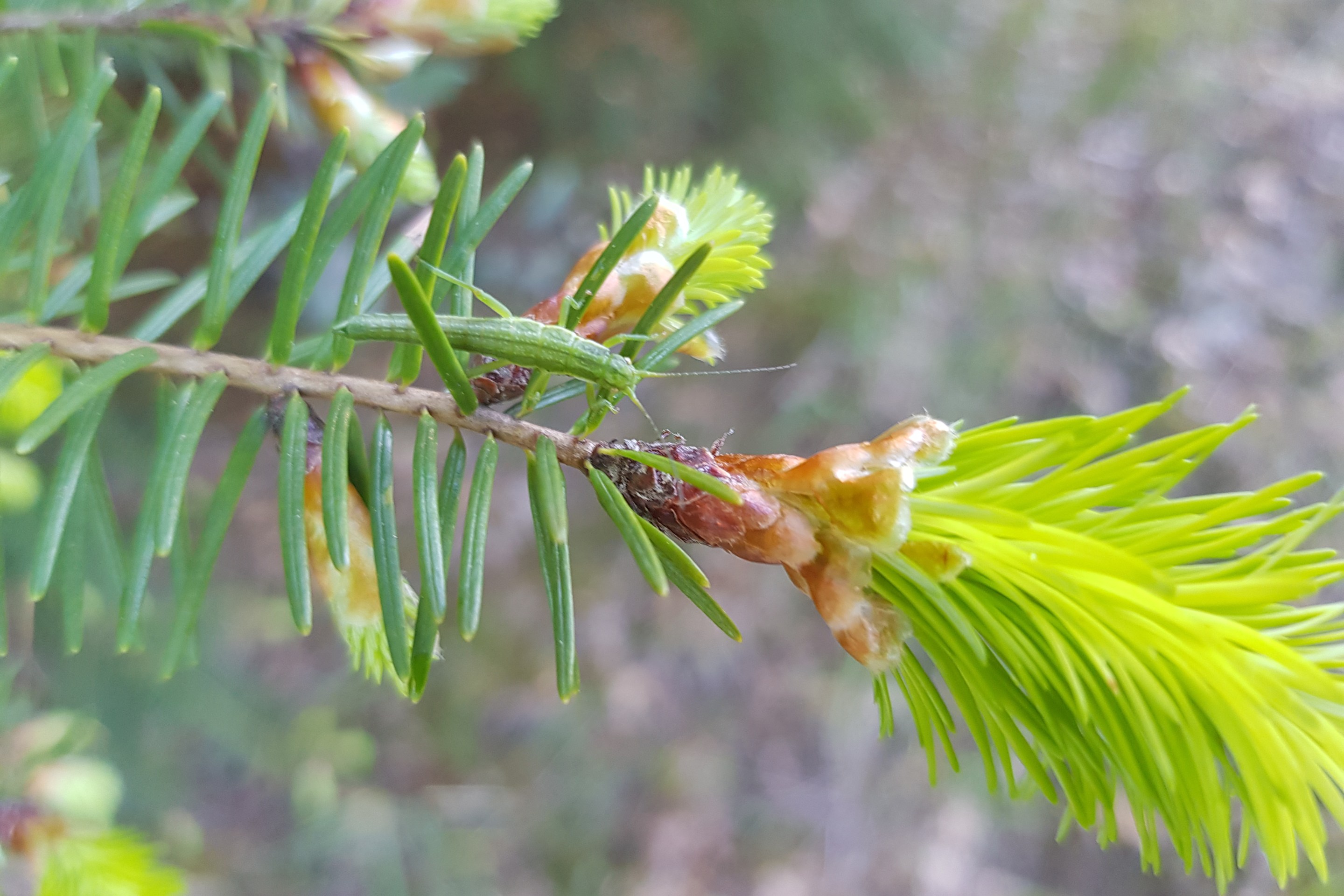 A Timema douglasi stick insect on a Douglas fir
