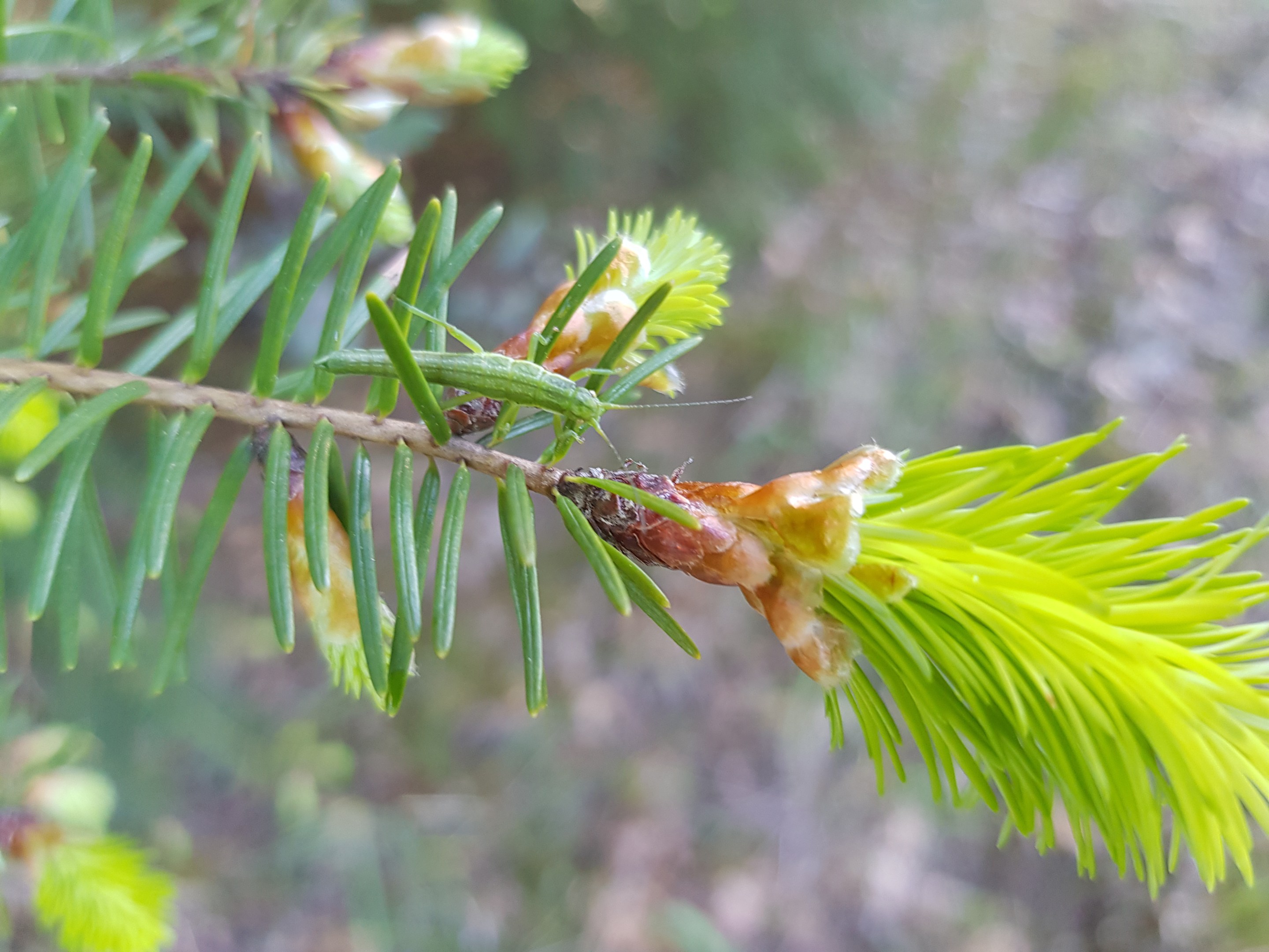 A Timema douglasi stick insect on a Douglas fir