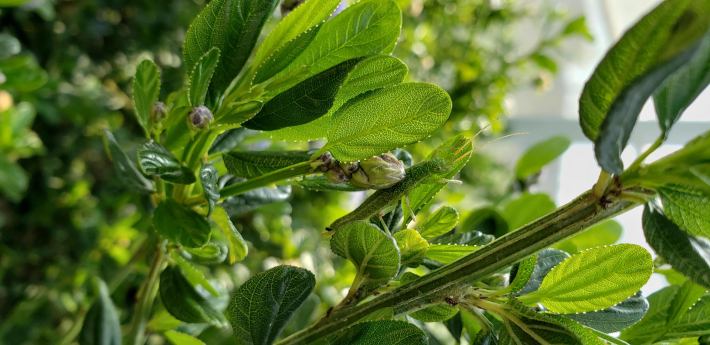 The stick insect Timema monikensis, which is green and stick-like, on a shrub