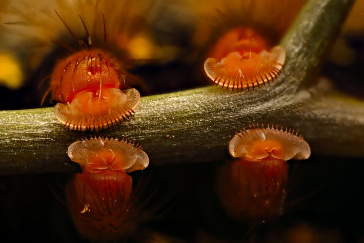 the tiny fake legs and velcro-like crochets of a caterpillar