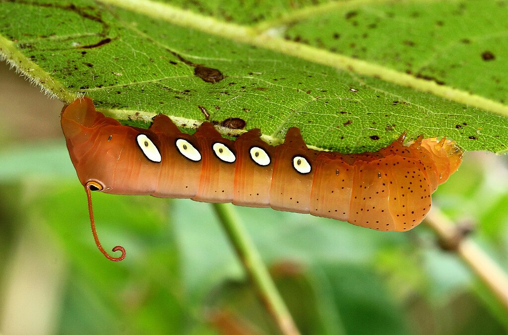 An orange caterpillar with five distinctive eyeposts and a some tinier legs by the head