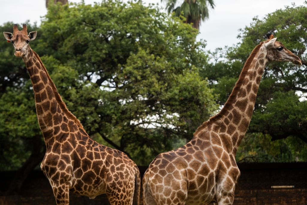 A 2020 photo of giraffes being fed at The National Zoological Gardens of South Africa in Pretoria, South Africa.