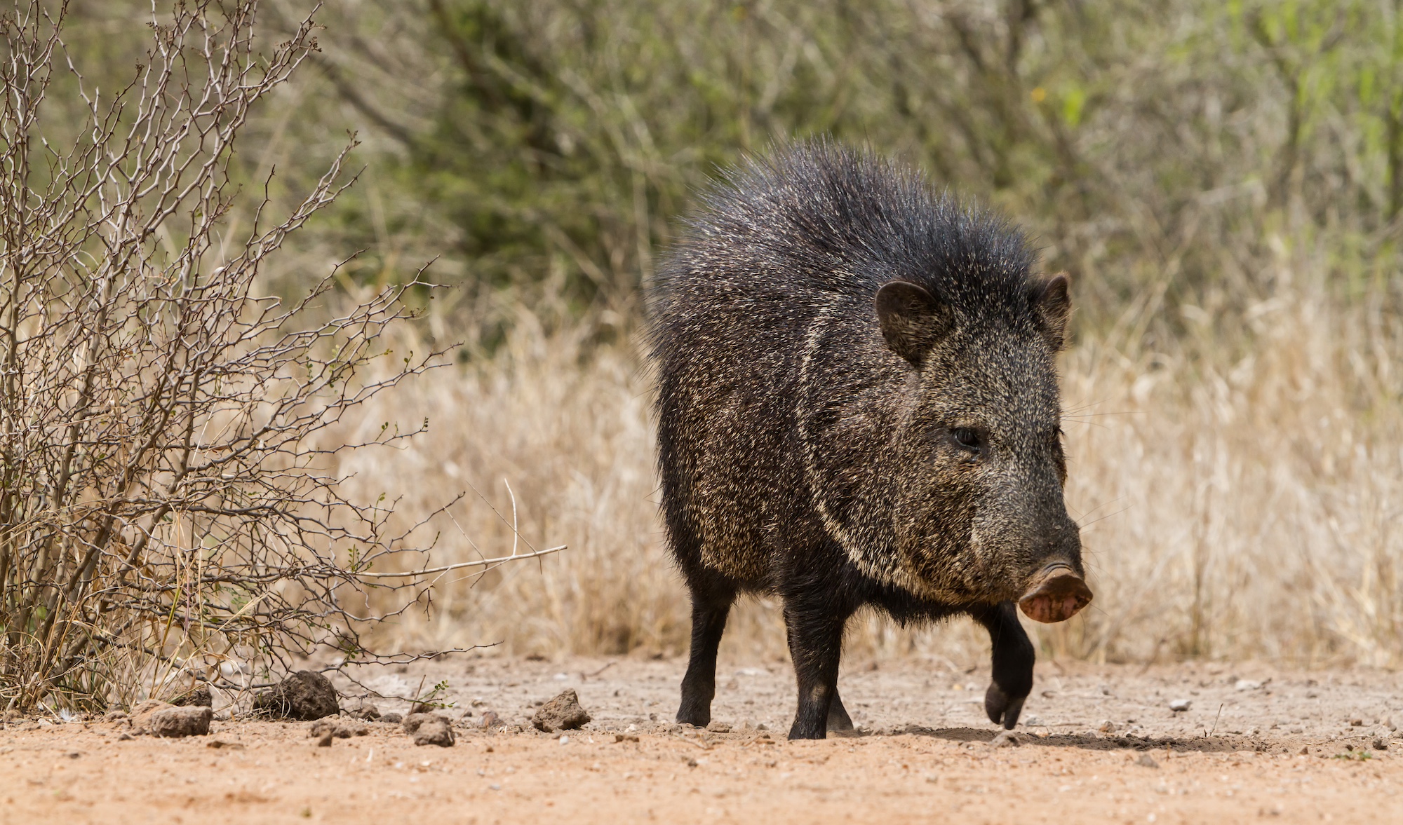 Collared Peccary or Javelina is widespread through the Southwestern United States and Central and South America. It is not a member of the pig family, despite its looks.