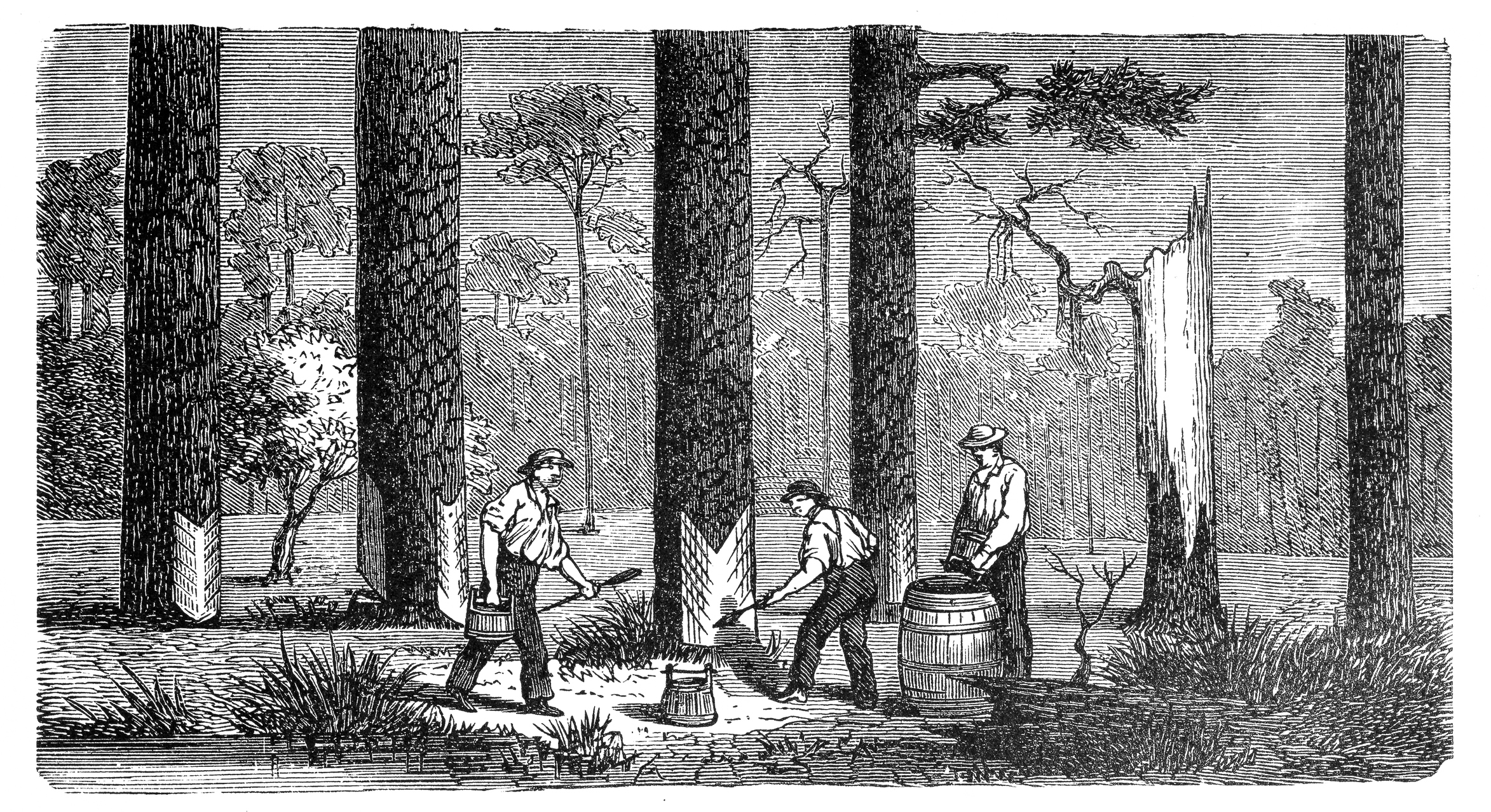A black and white illustration of turpentine resin harvesting.