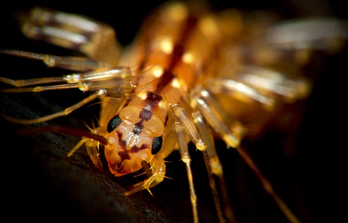 Closeup of a house centipede found in a dormitory in Charlottesville, Virginia.