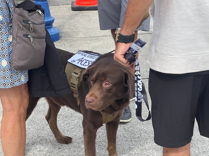 A service animal whose vets indicates that he is affiliated with the 4Aces LIV Golf team.