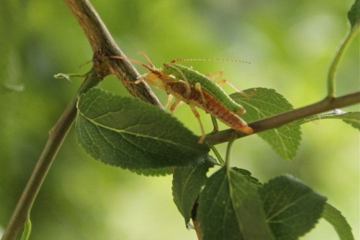 A pair of mating stick insects in the genus Timema on a twig