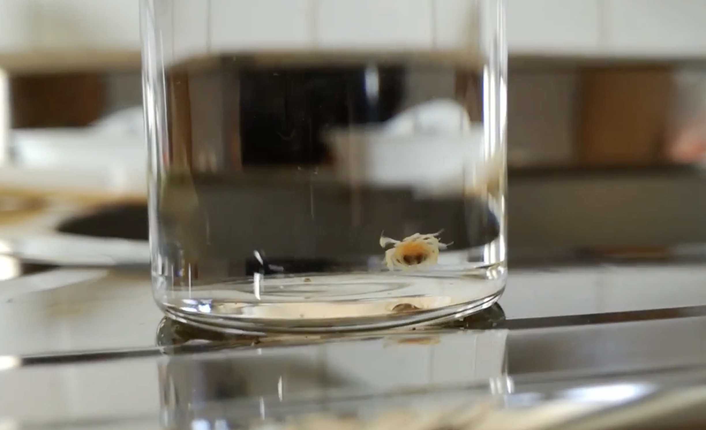A misteriosa água-viva é na verdade 1.020 vermes que querem fazer cocô