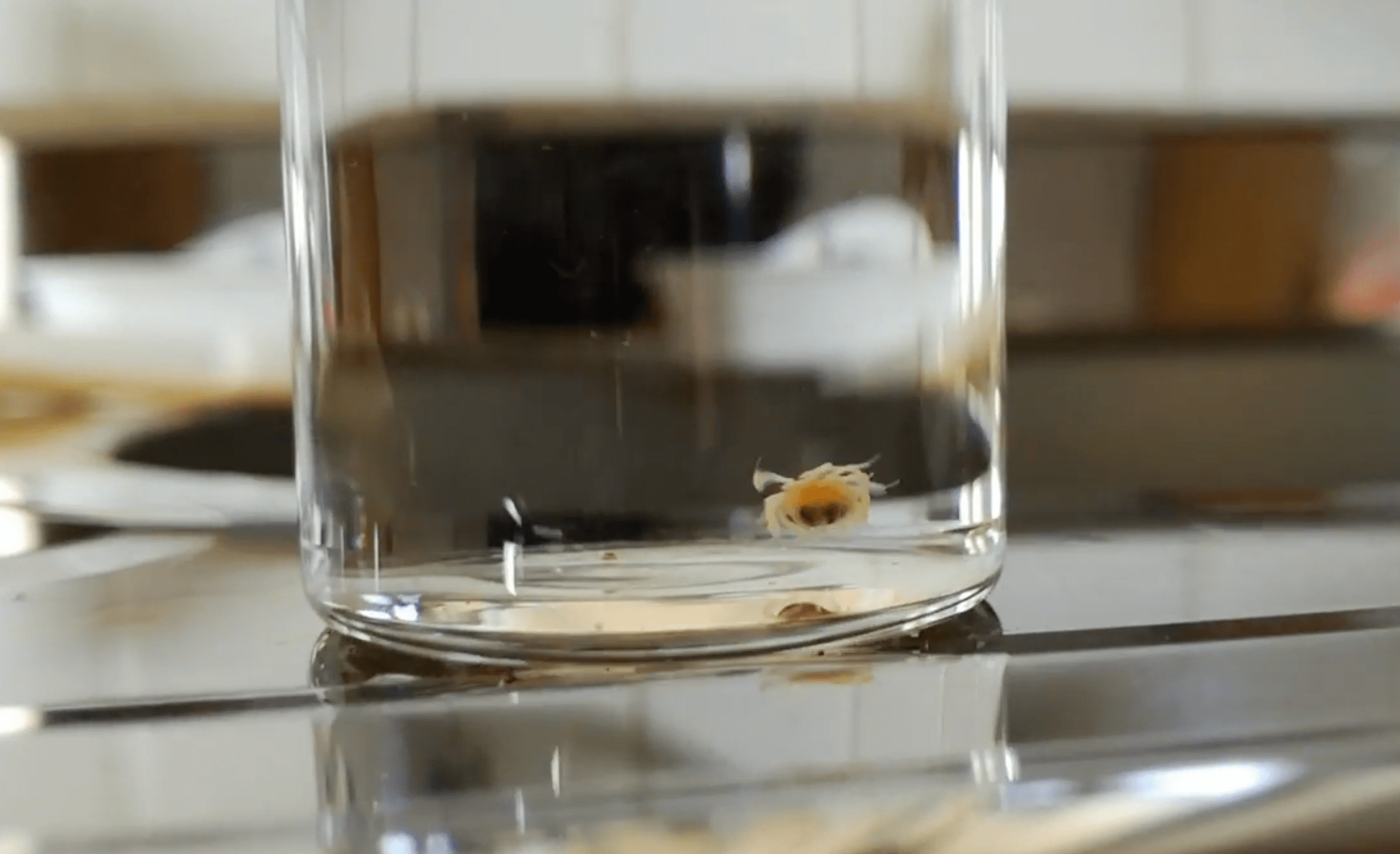 A still of a swimming colony of worms that resembles a jellyfish moving around a glass beaker