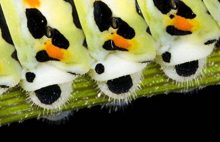 A close-up of three leg-like appendages of a green caterpillar with orange and black spots