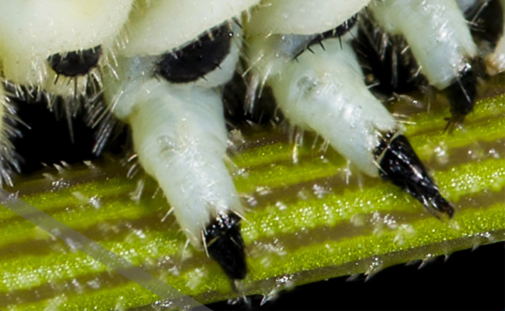 A close-up of two thoracic legs on a green caterpillar