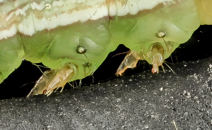 A close-up of two sets of thoracic legs on a velvetbean caterpillar