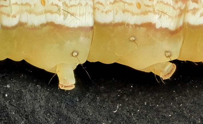 A zoomed-in photo of the stubby leg-like appendages of a velvetbean caterpillar