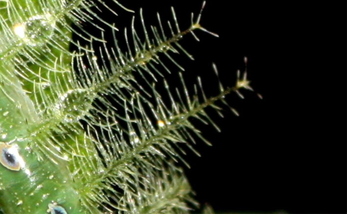 A close-up of the comb-like legs of a grey count caterpillar