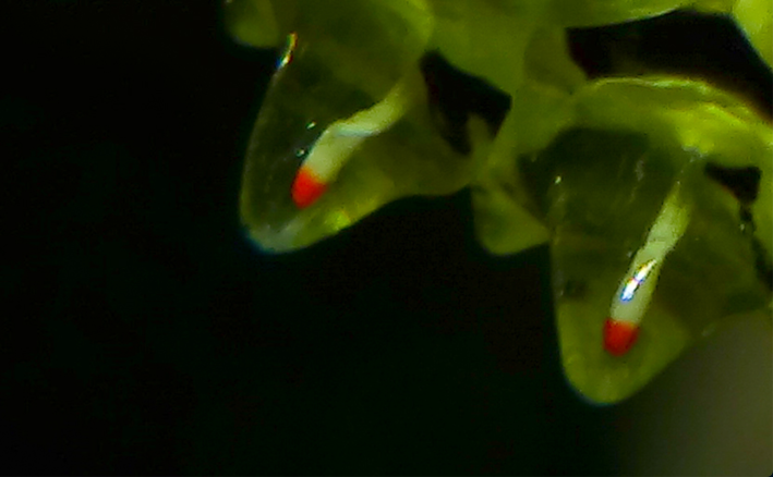 a close-up of two nubs of the gelatinous covering of a jewel caterpillar of the species Acraga Coa