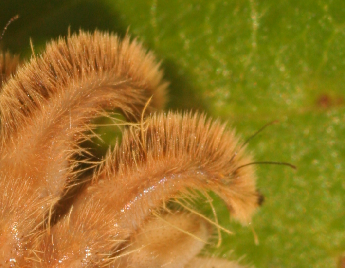 A screenshot of two of the furry orange arms of the monkey slug caterpillar