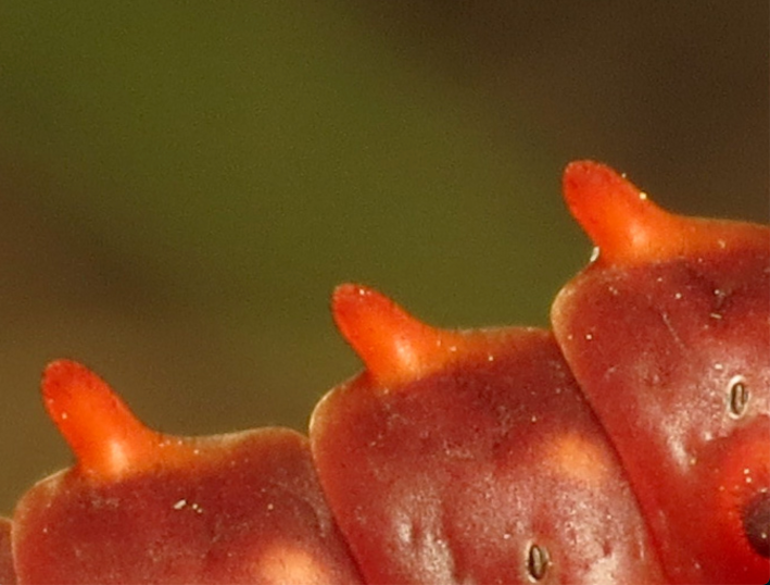 A zoomed-in shot of the orange warts of a pipevine swallowtail caterpillar