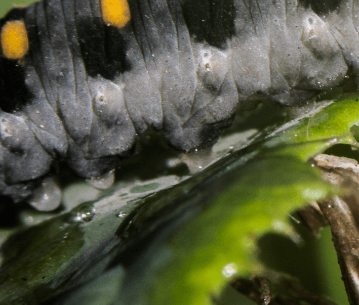 A close-up of the stubby prolegs of a sawfly larva of the species Abia sericea