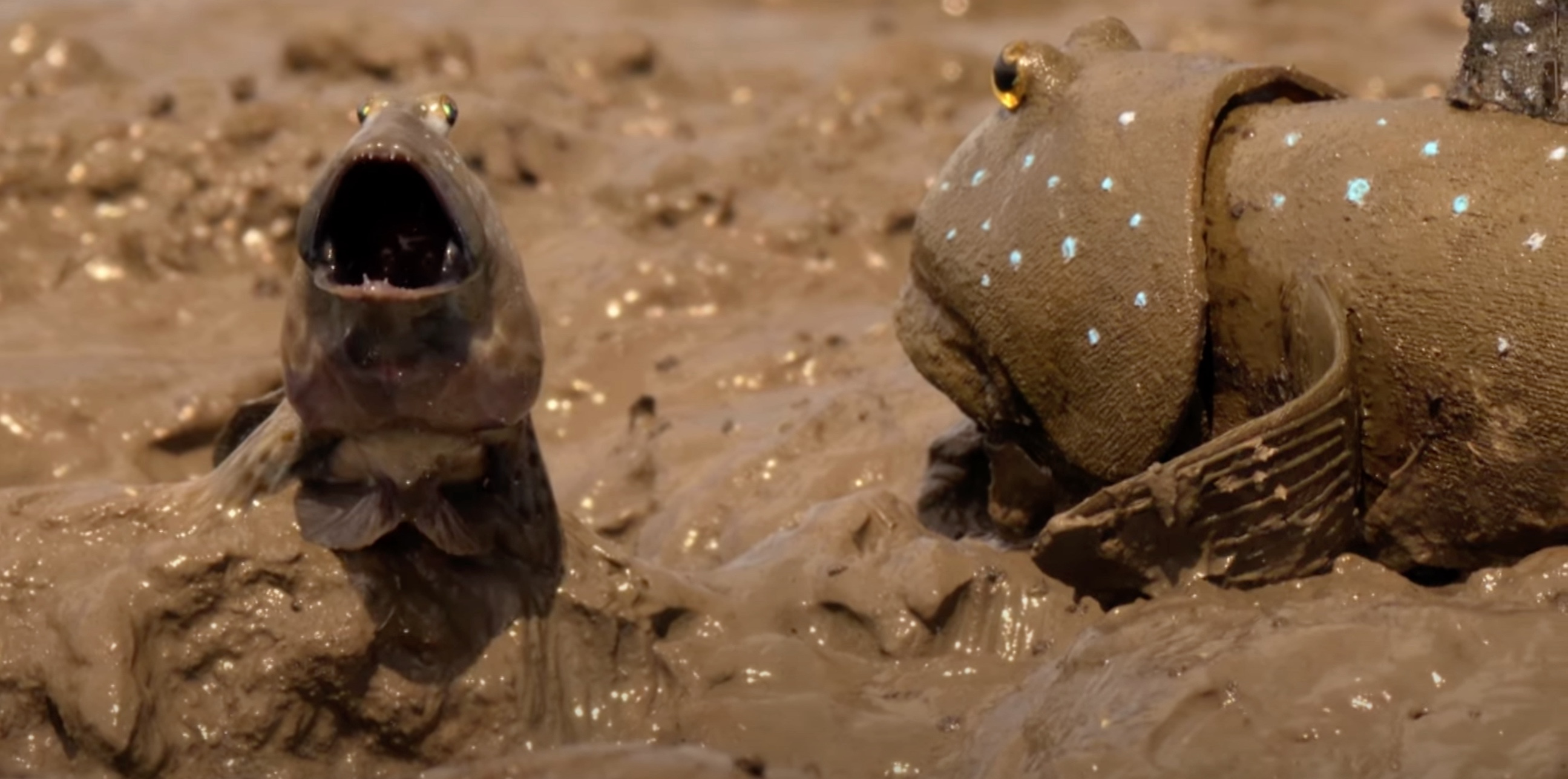 A mudskipper jumping to impress another mudskipper