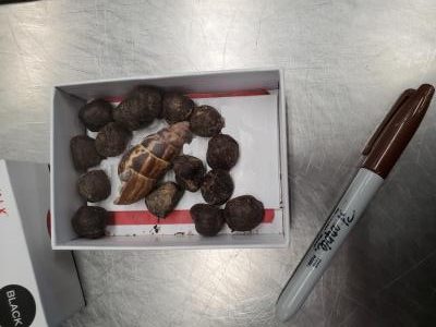 A photo of a box of giraffe droppings, a big snail shell, and a brown sharpie