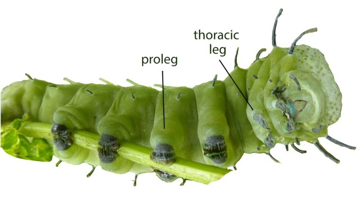 an annotated photo of the underside of a caterpillar, showing its chubby prolegs and the three claw-tipped thoracic legs by its mouth.