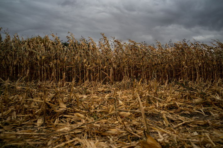 An Indiana cornfield against a stormy sky.