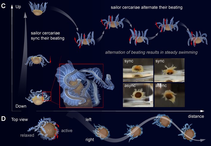 Una infografía que muestra cómo la masa agregada del gusano podría moverse con sus colas.