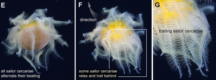 A close-up of the mysterious jellyfish-shaped creature, which is actually more than a thousand worms clinging to each other