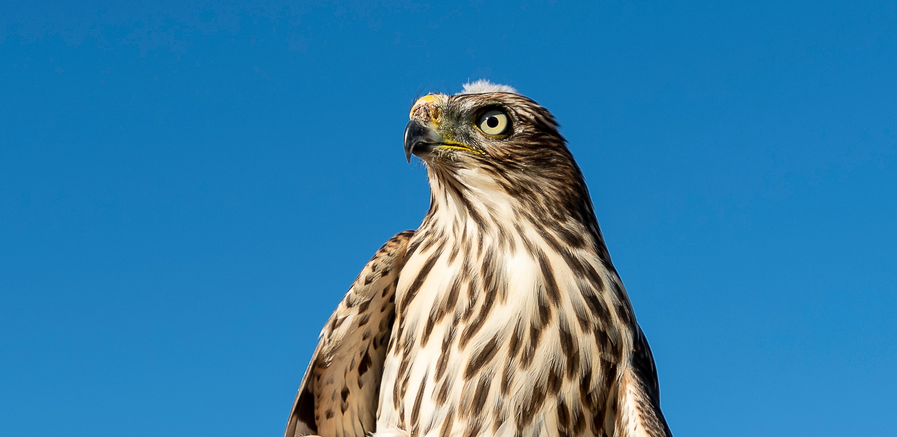 LAKE FOREST, CA - JULY 16: Dr. Scott Weldy of the Orange County Bird of Prey Center holds a Cooper"u2019s hawk just prior to releasing it near Lake Forest on Thursday, July 16, 2020. (Photo by Leonard Ortiz/MediaNews Group/Orange County Register via Getty Images)