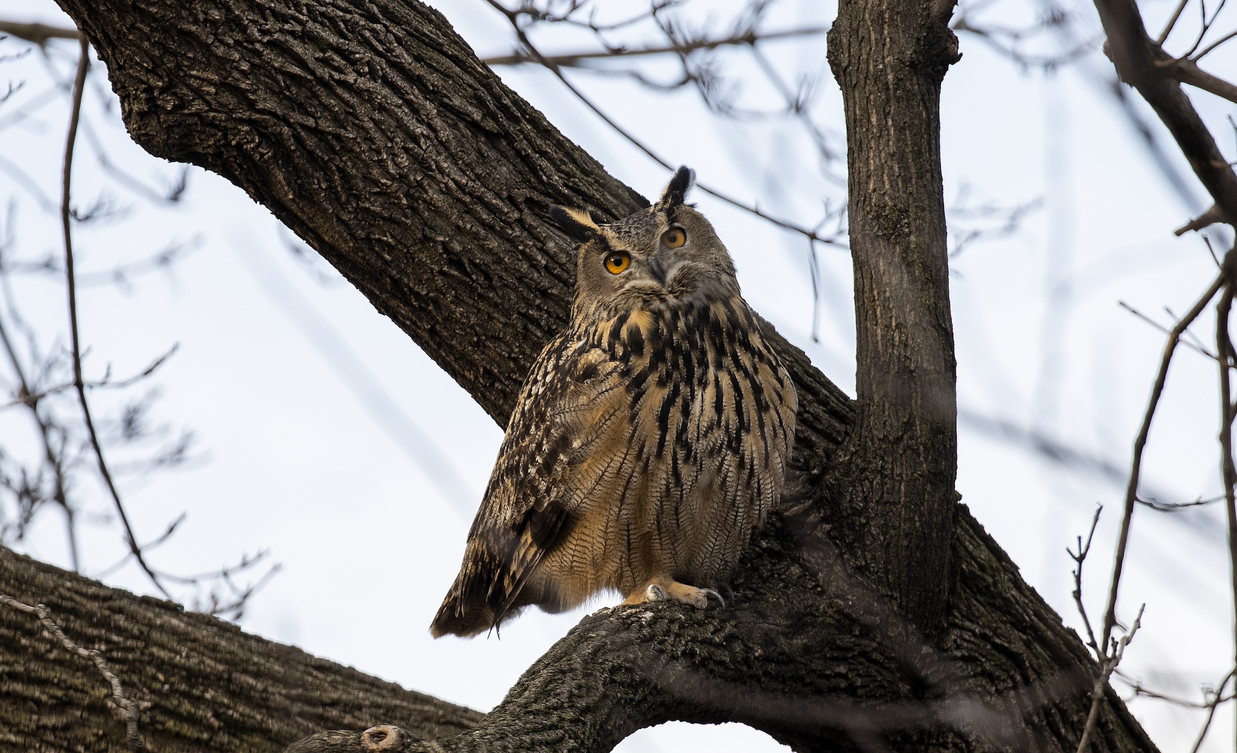 NEW YORK, NEW YORK - FEBRUARY 15: Flaco, a Eurasian eagle owl that escaped from the Central Park Zoo, continues to roost and hunt in Central Park, February 15, 2023 in New York City, New York. (Photo by Andrew Lichtenstein/Corbis via Getty Images)