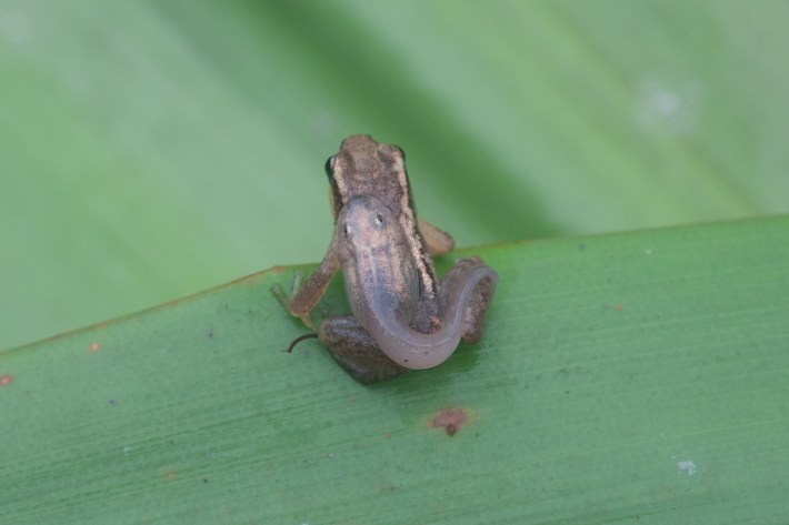 A male golden rocket frog, which is a small brown frog, with an enormous tadpole on his back