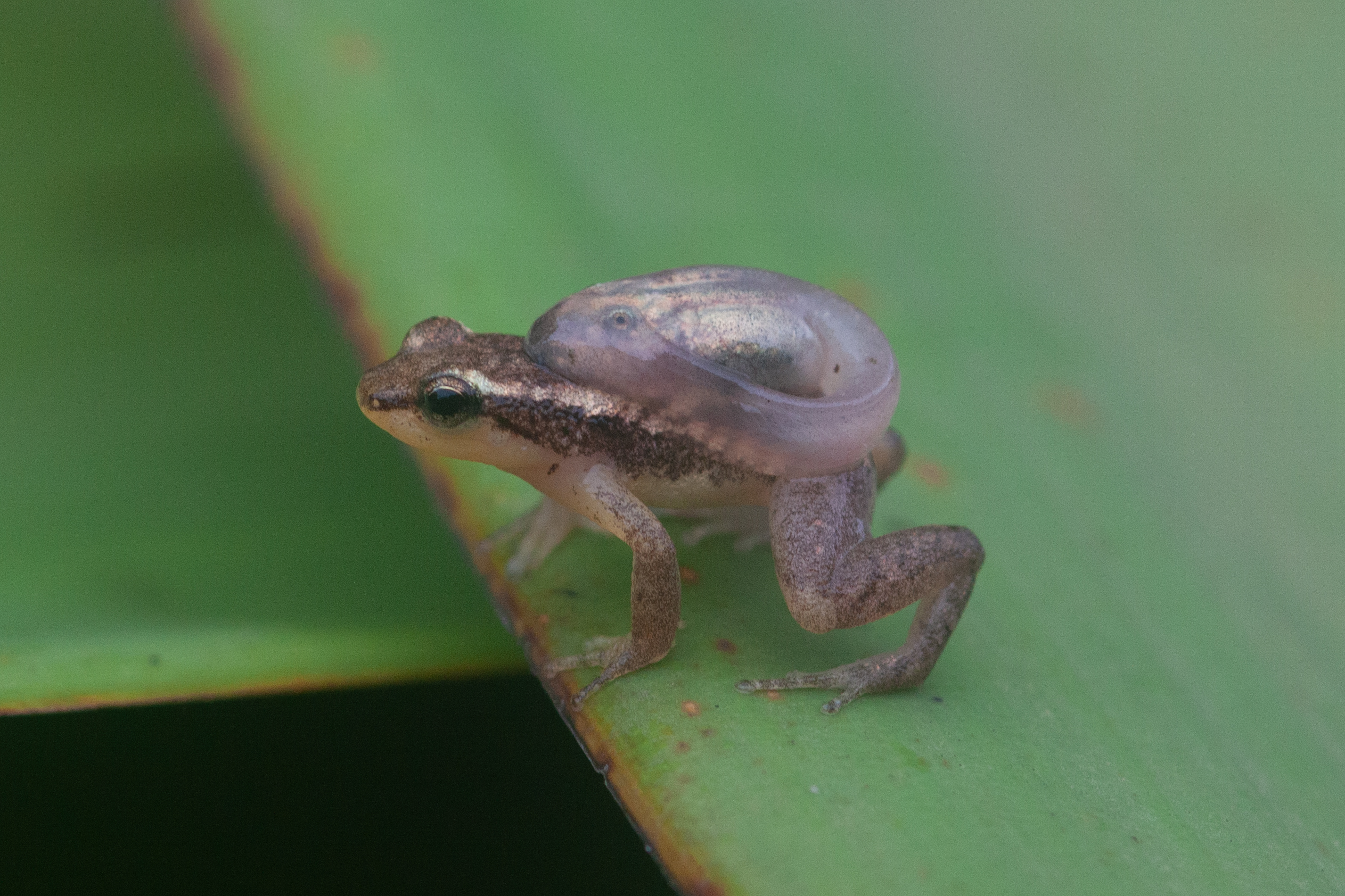 A brown male golden rocket frog carrying an enormous tadpole on his back
