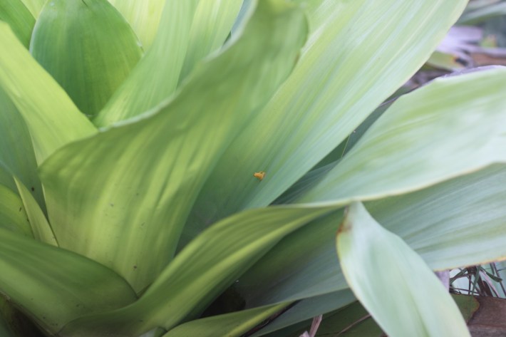 A female golden rocket frog, which is a tiny golden frog, perched on a giant leaf from a tank bromeliad