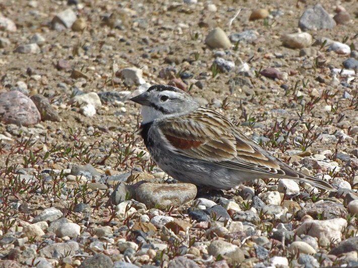 a brown and grey thick-billed Longspur on gravel