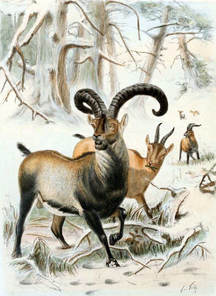 A historic plate of the extinct goat called the bucardo, or Pyrenian ibex, which depicts a male standing in front of other goats. it is an elegant-looking goat with big curled horns