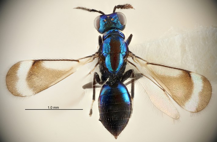 The beautiful wasp Closterocerus atrifasciatus, from Costa Rica and Mexico, which is a sapphire blue wasp with delicate wings.