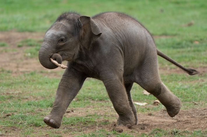 Baby Asian elephant Nang Phaya in her enclosure at ZSL Whipsnade Zoo, holding something in her trunk and running along