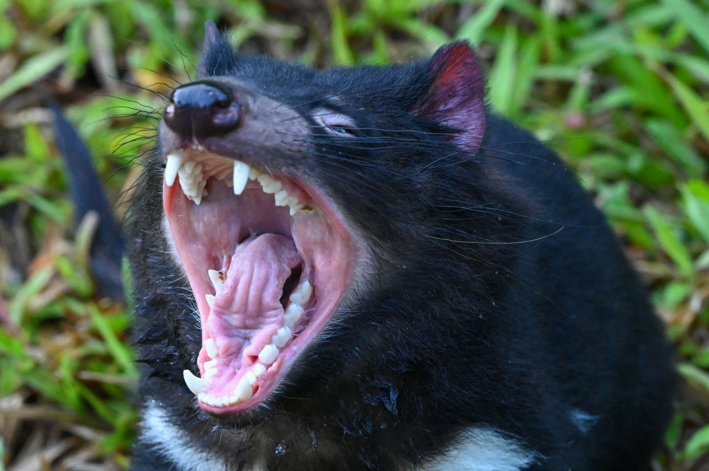 A female Tasmanian Devil yawns in an enclosure at the Night Safari Singapore nocturnal zoo in Singapore o