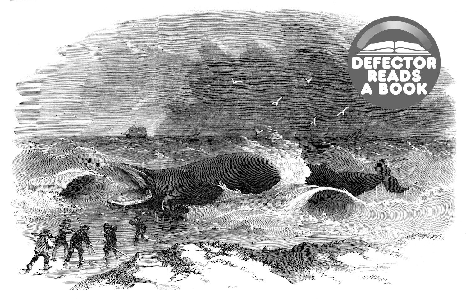 Whale stranded at Winterton, 1857. 'This fine specimen of the whale tribe was driven ashore at Winterton by the gales which visited the coast of Norfolk...When the whale found himself upon land he roared loudly, and he struggled most lustily to regain the deep...The colour of the outer coat is dark brown on the back, vanishing off towards the body of a bluish grey. The body is white; also about two feet of the nose and baleen is white; the rest of the outer part is black. We understand that the skin, head, and tail were removed from the carcase for exhibition. The whale is stated to weigh about 25 tons'. From &quot;Illustrated London News&quot;, 1857.