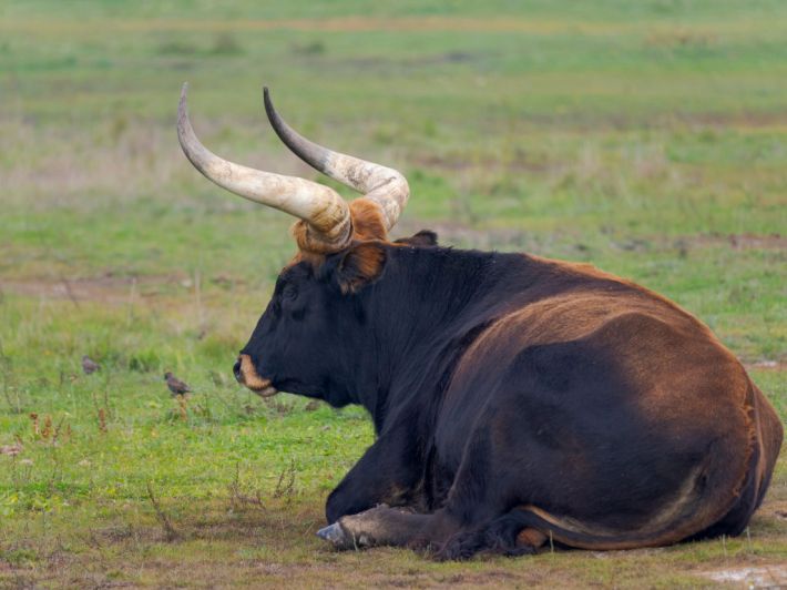 a male Heck cattle, which looks like a big brown bull with curvy horns, resting in the grass at National Park Hortobagy, Hungary
