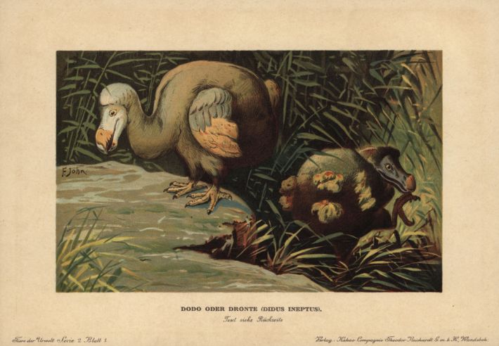 Illustration of two dodos in . Colour printed (chromolithograph) illustration by F. John from 'Tiere der Urwelt' Animals of the Prehistoric World, 1916, Hamburg. From a series of prehistoric creature cards