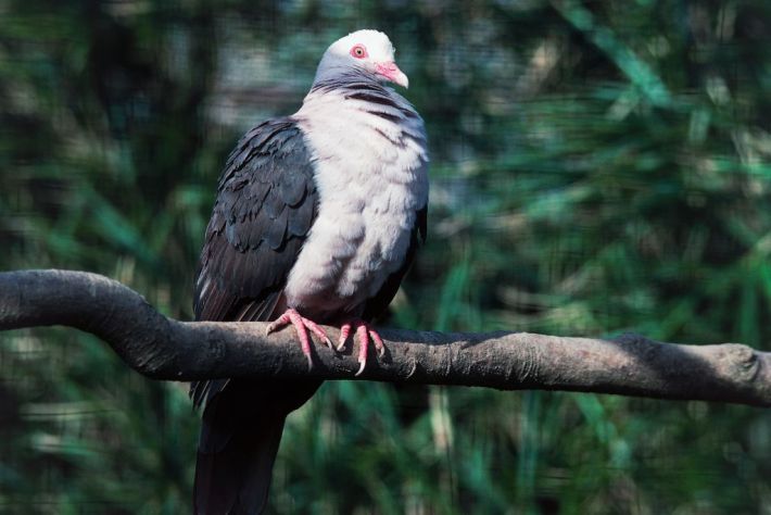 A pink pigeon, Nesoenas mayeri, perched on a branch at the Jersey Zoological Park in the United Kingdom
